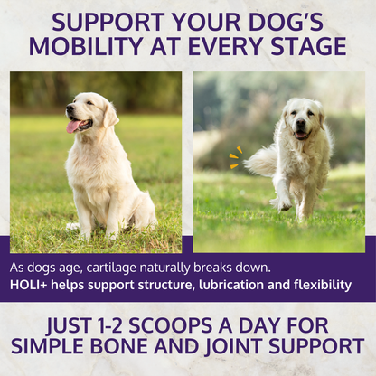 Advertisement for a product to support a dog's mobility with images of two dogs outdoors.