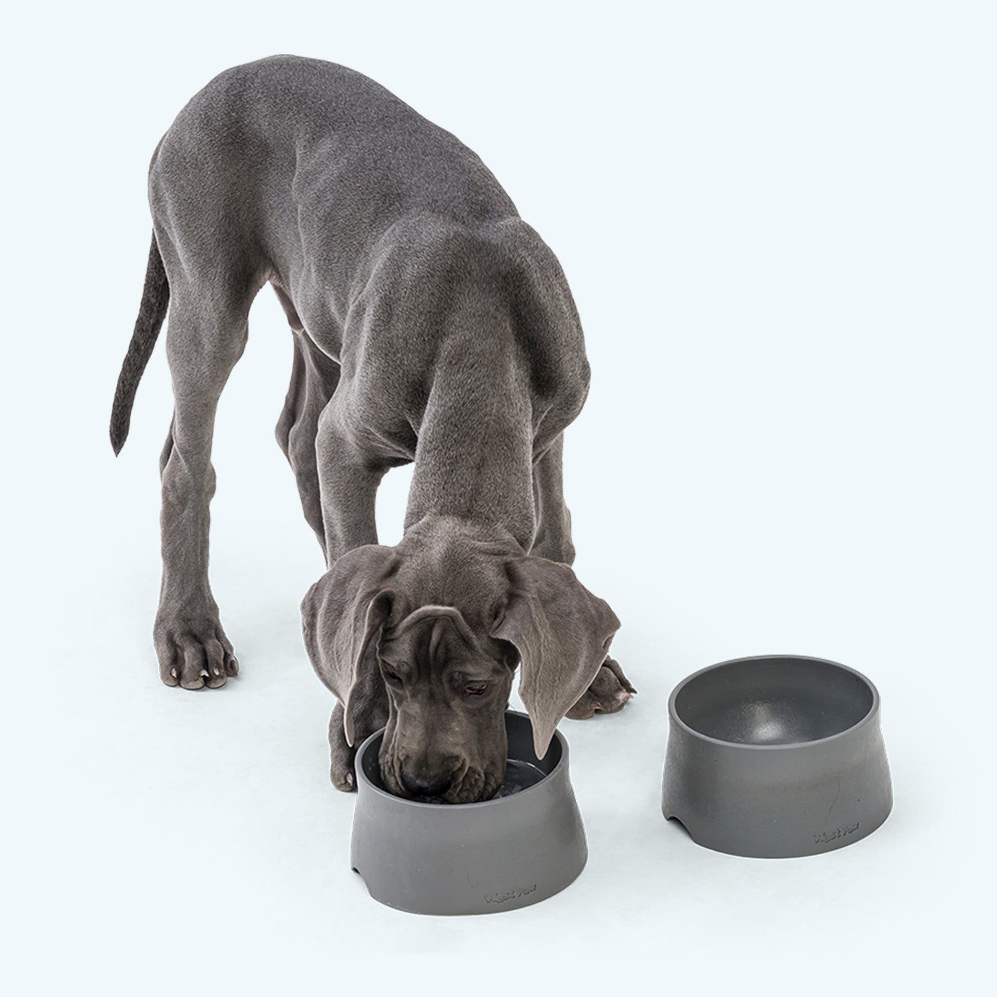 Dog eating from a gray bowl on a white background