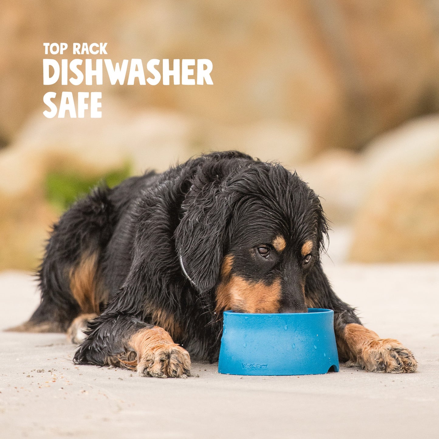 Dog drinking from a blue bowl with 'Top Rack Dishwasher Safe' text on a blurred natural background