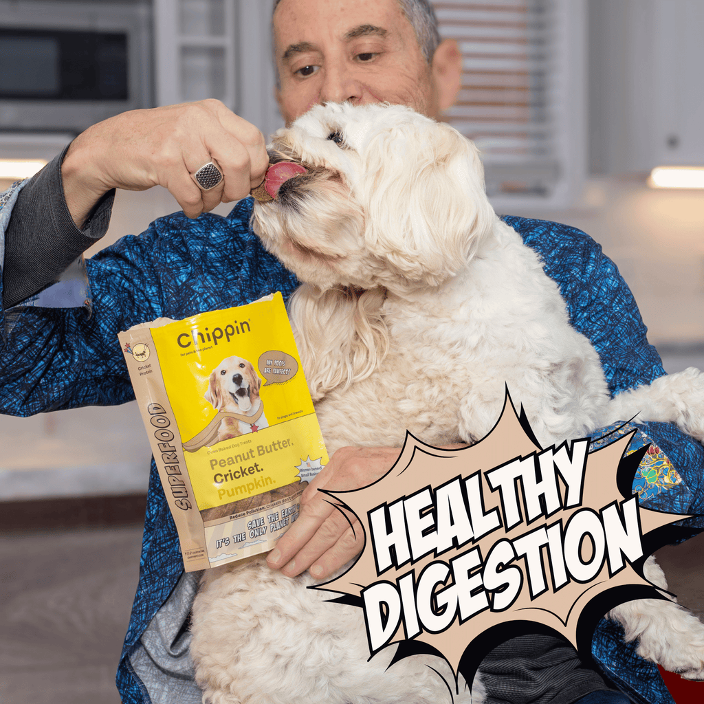 Man holding a dog with a Chippin product and text 'Healthy Digestion' in a kitchen setting.