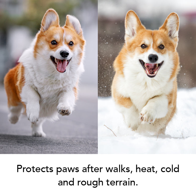 Two images of a corgi running, one on pavement and one in snow, with text about paw protection.