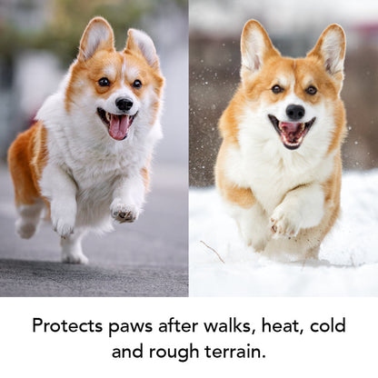 Two images of a corgi running, one on pavement and one in snow, with text about paw protection.