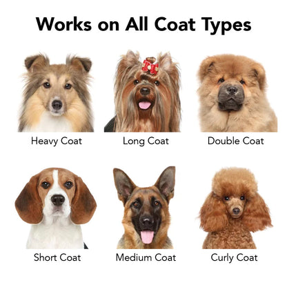 Diverse group of dogs with different coat types on a white background