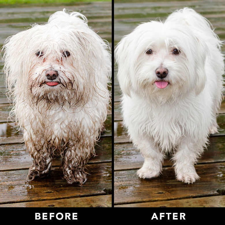 Before and after comparison of a white dog on a wooden deck.