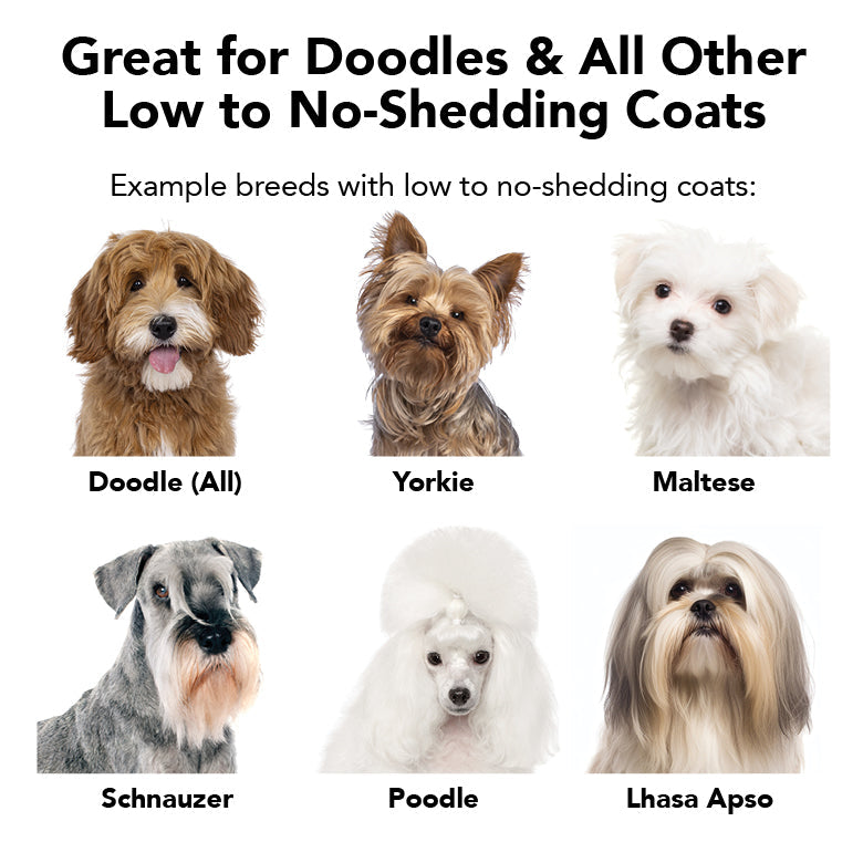 List of dog breeds with low to no-shedding coats on a white background.