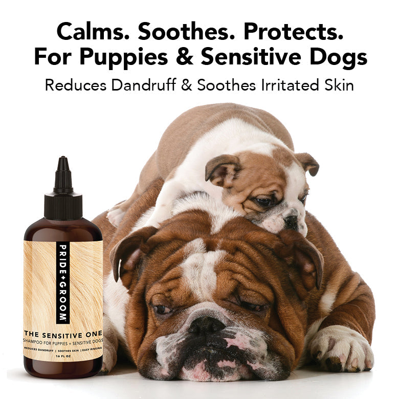 Two Bulldogs with a bottle of Pride & Groom product on a white background
