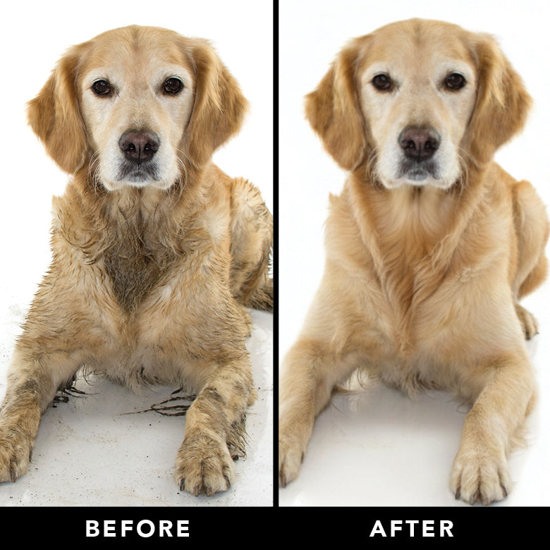 Before and after comparison of a dog sitting on snow.