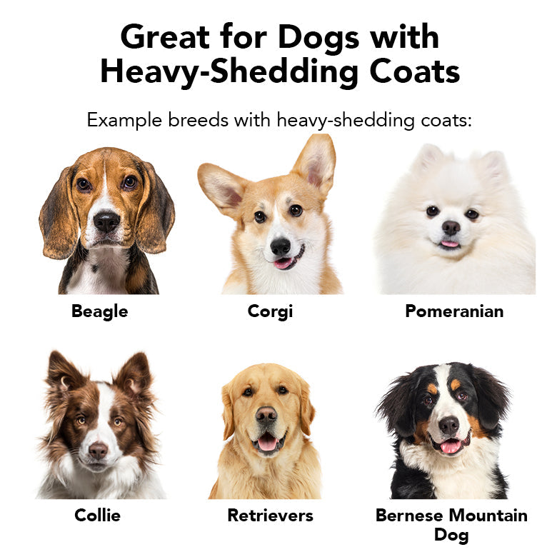 List of dogs with heavy-shedding coats including Beagle, Corgi, Pomeranian, Collie, Retrievers, and Bernese Mountain Dog.