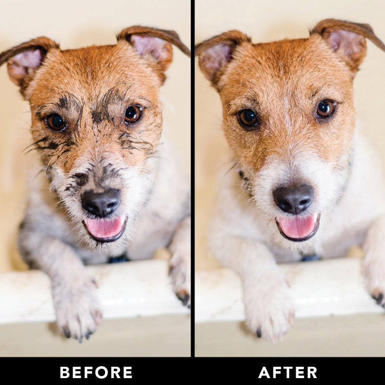 Before and after comparison of a dog on a white surface with a neutral background.