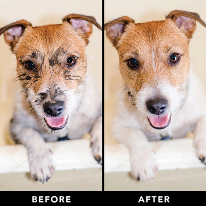 Before and after comparison of a dog on a white surface with a neutral background.