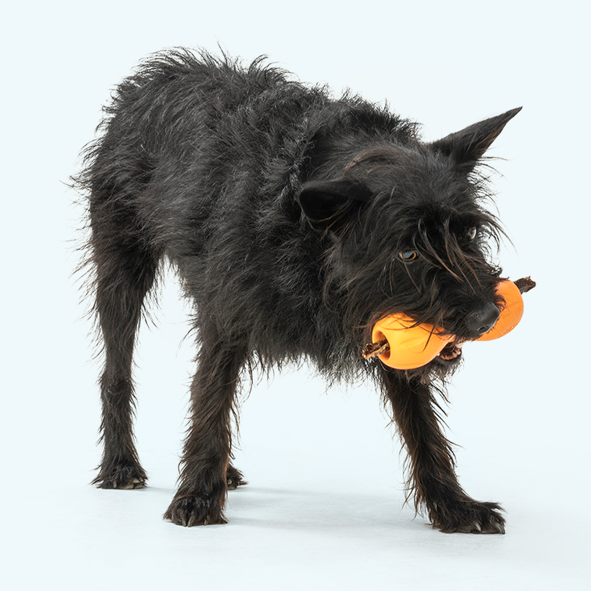 Black dog holding an orange ball in its mouth on a white background