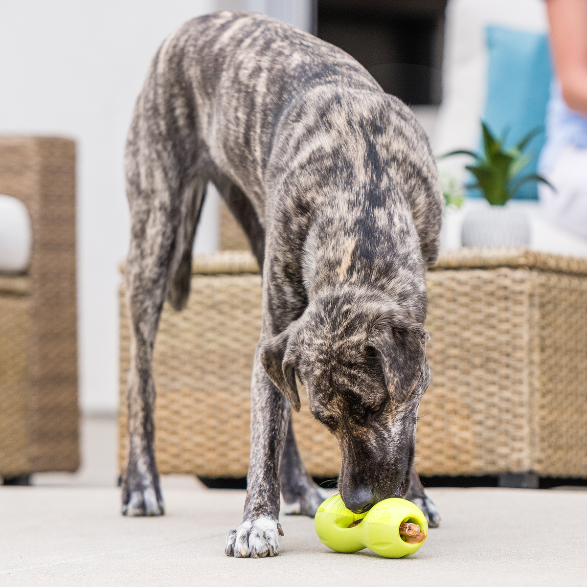 Dog playing with a yellow ball on a patio