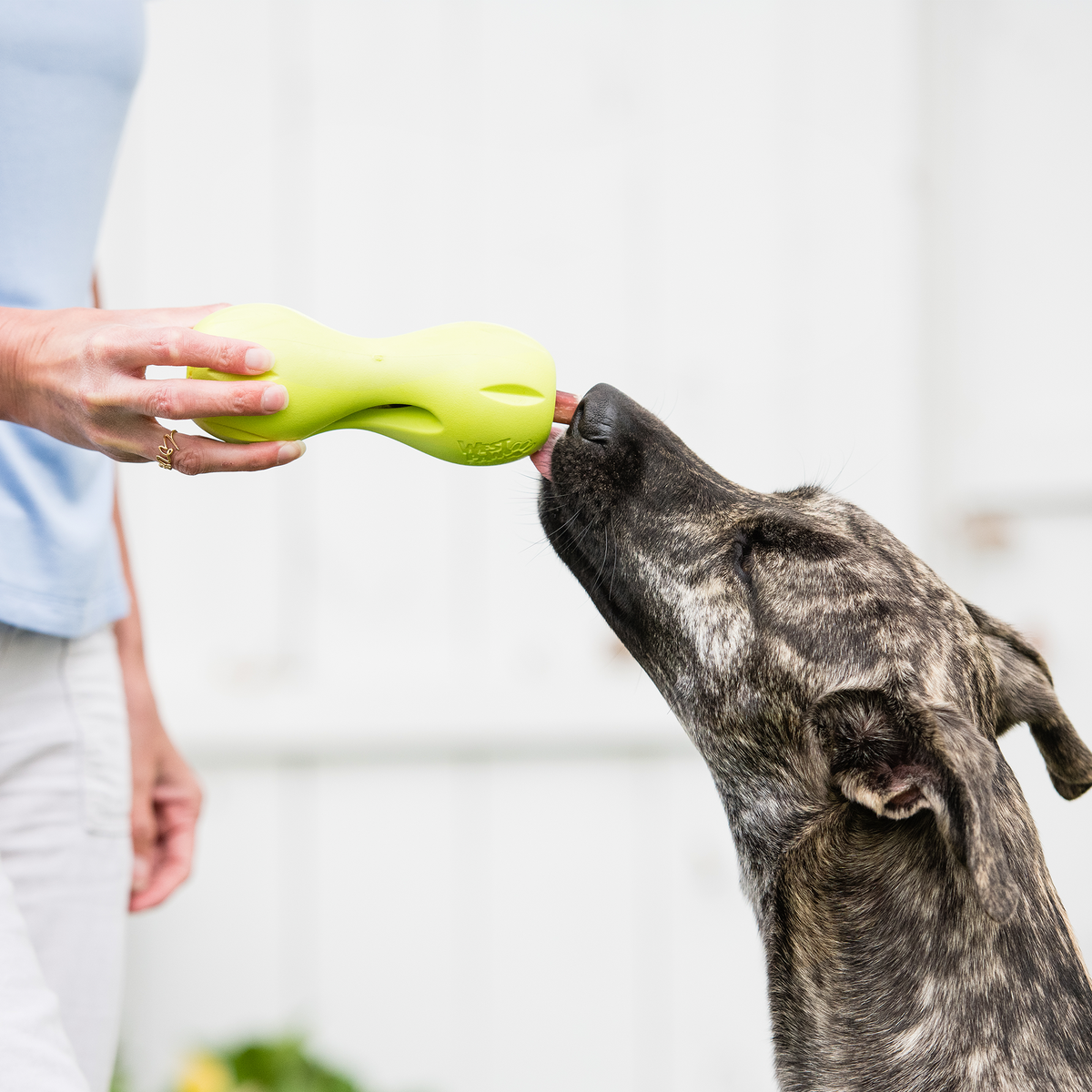 Dog playing with a green toy held by a person against a blurred background
