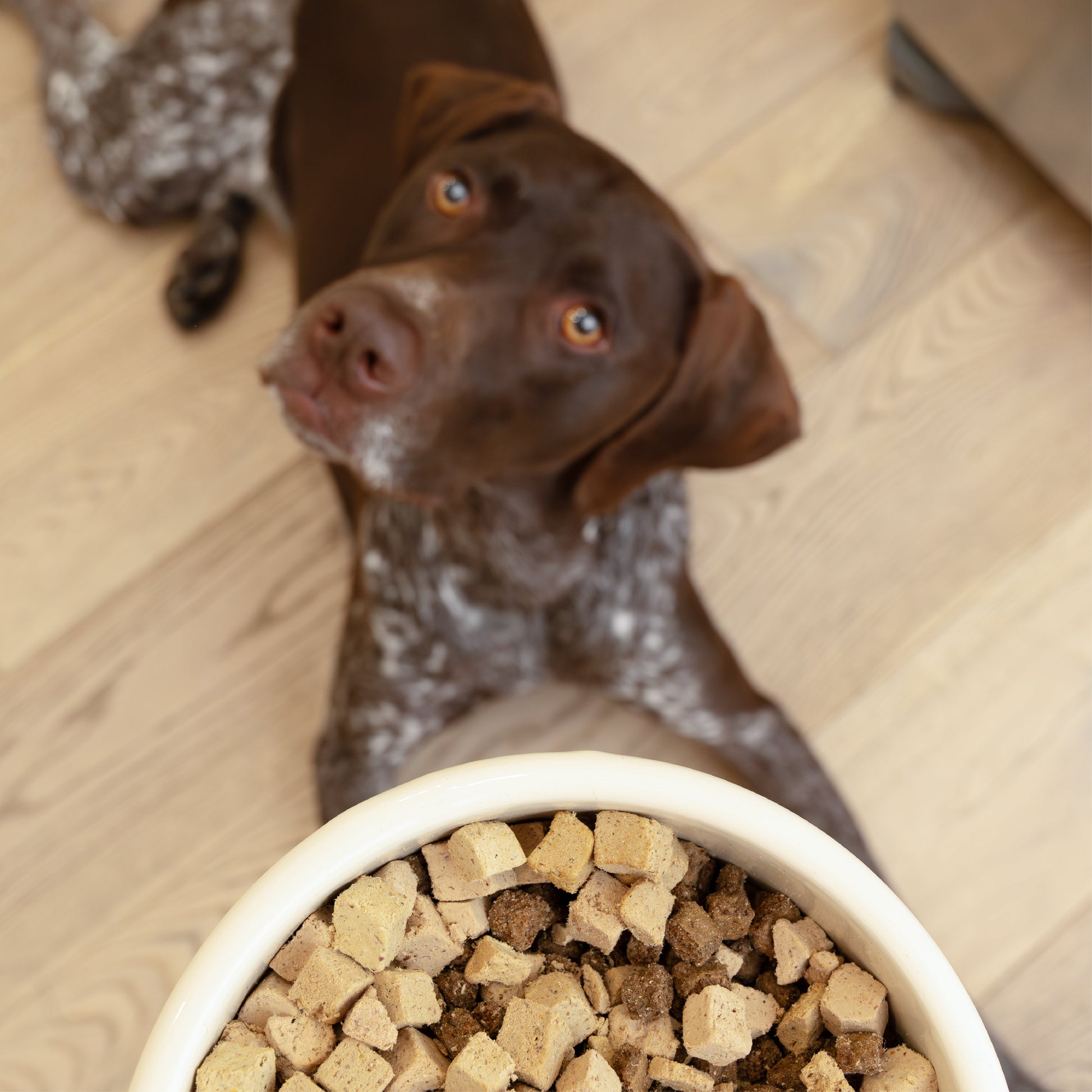 Dog looking at a bowl of kibble on a wooden floor