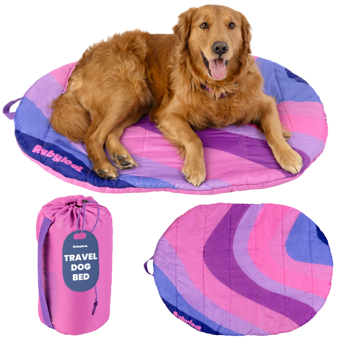 Dog lying on a colorful travel dog bed with a carrying case below.