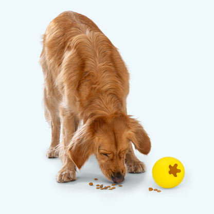 Dog eating from a bowl with a yellow ball featuring a paw print on a white background