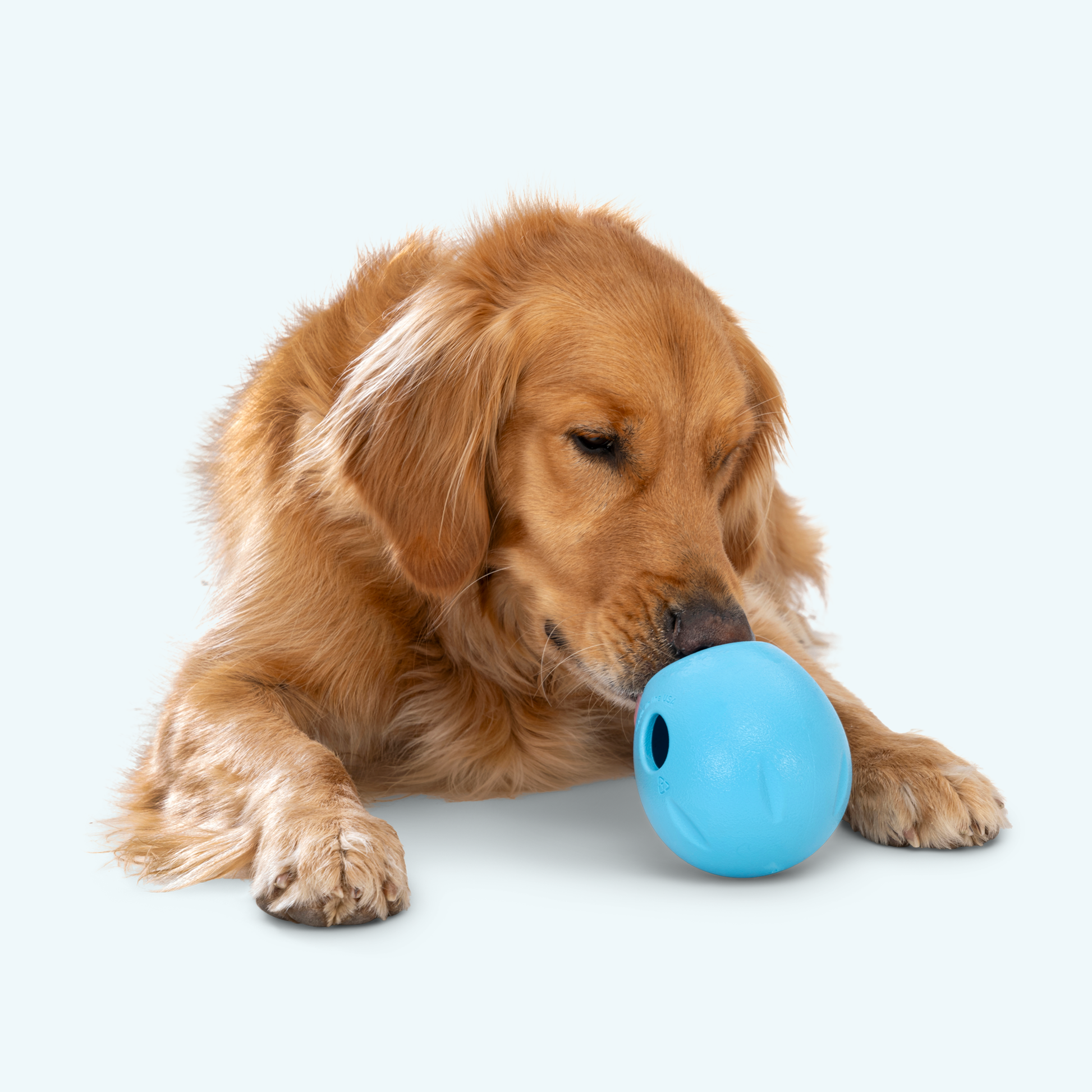 Dog playing with a blue ball on a white background