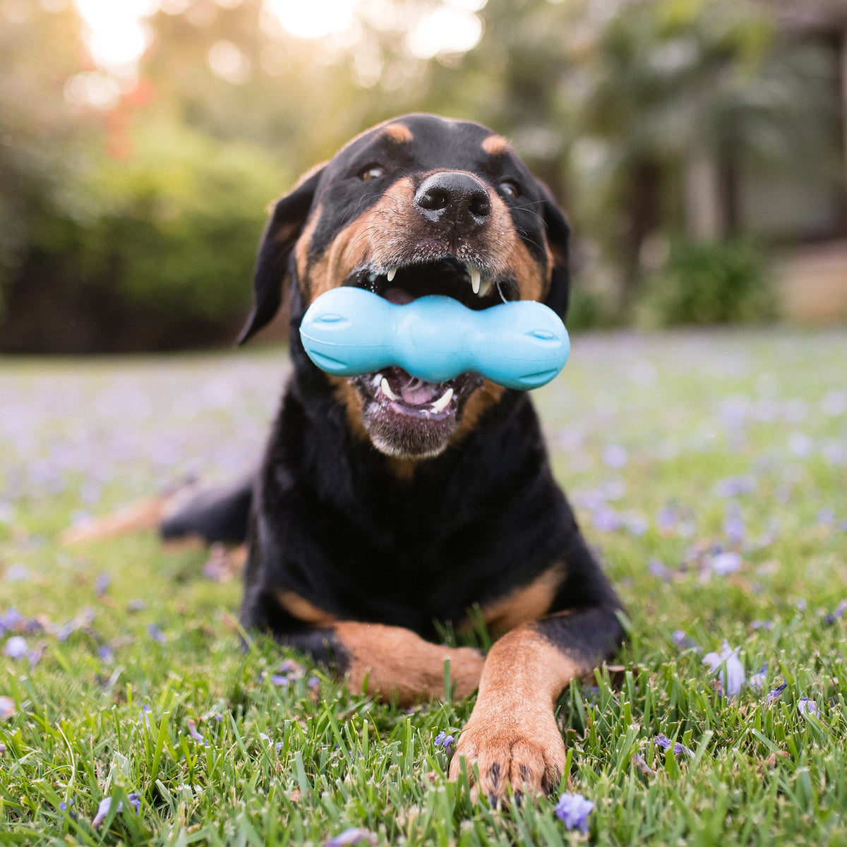 Dog playing with a blue toy in a grassy outdoor setting