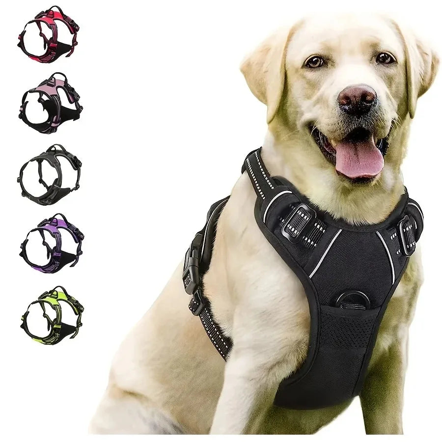 A dog wearing harness.