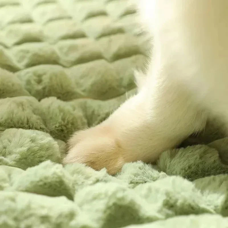 Close-up of a paw on a textured green surface