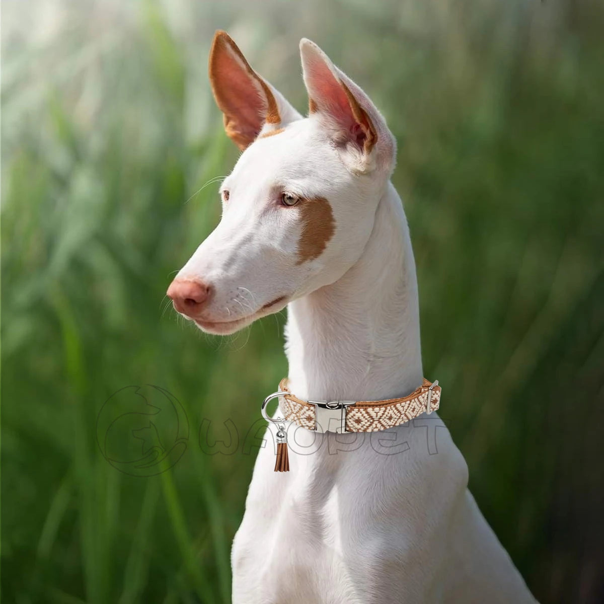 Bohemian Ethnic Style Pet Collars – Adjustable, Durable, Trendy | Whisker House