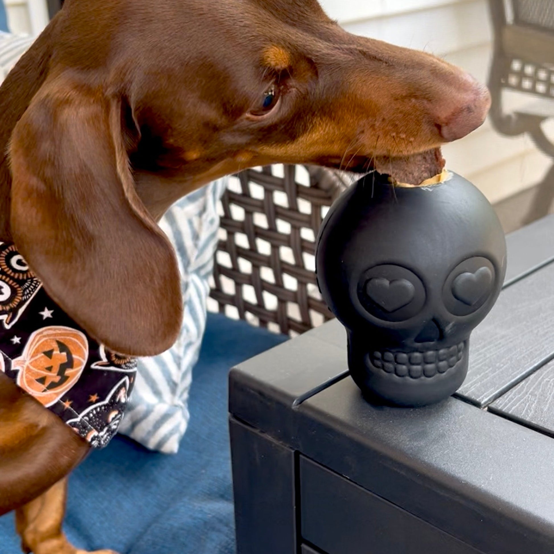 Dog interacting with a black skull-shaped toy on a table