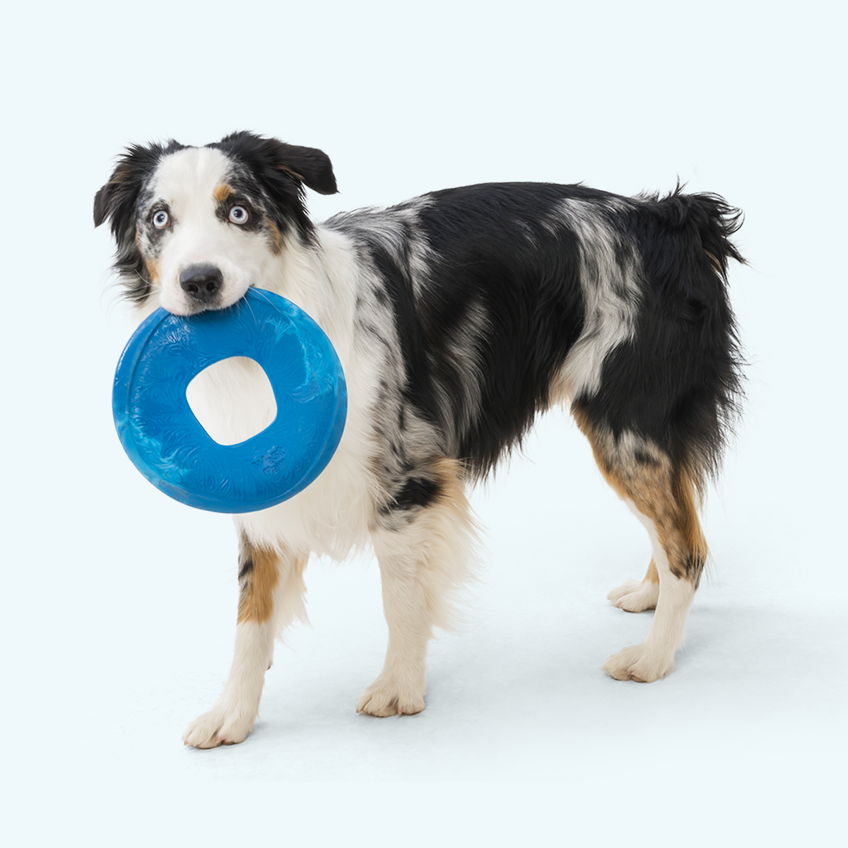 Dog holding a blue frisbee on a white background