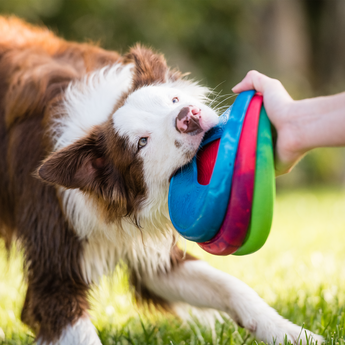 Dog playing with a colorful toy in a grassy outdoor setting