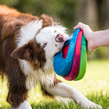 Dog playing with a colorful toy in a grassy outdoor setting