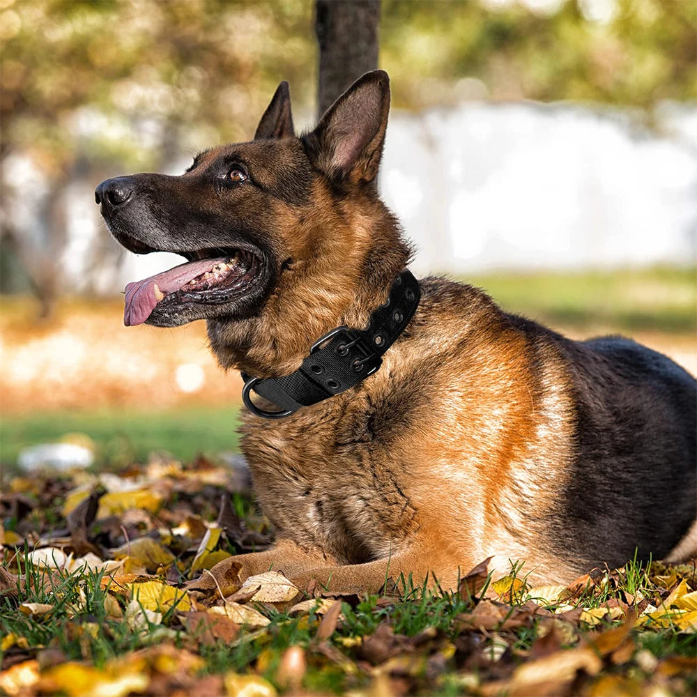 German Shepherd dog wearing a black collar in a park setting with blurred background