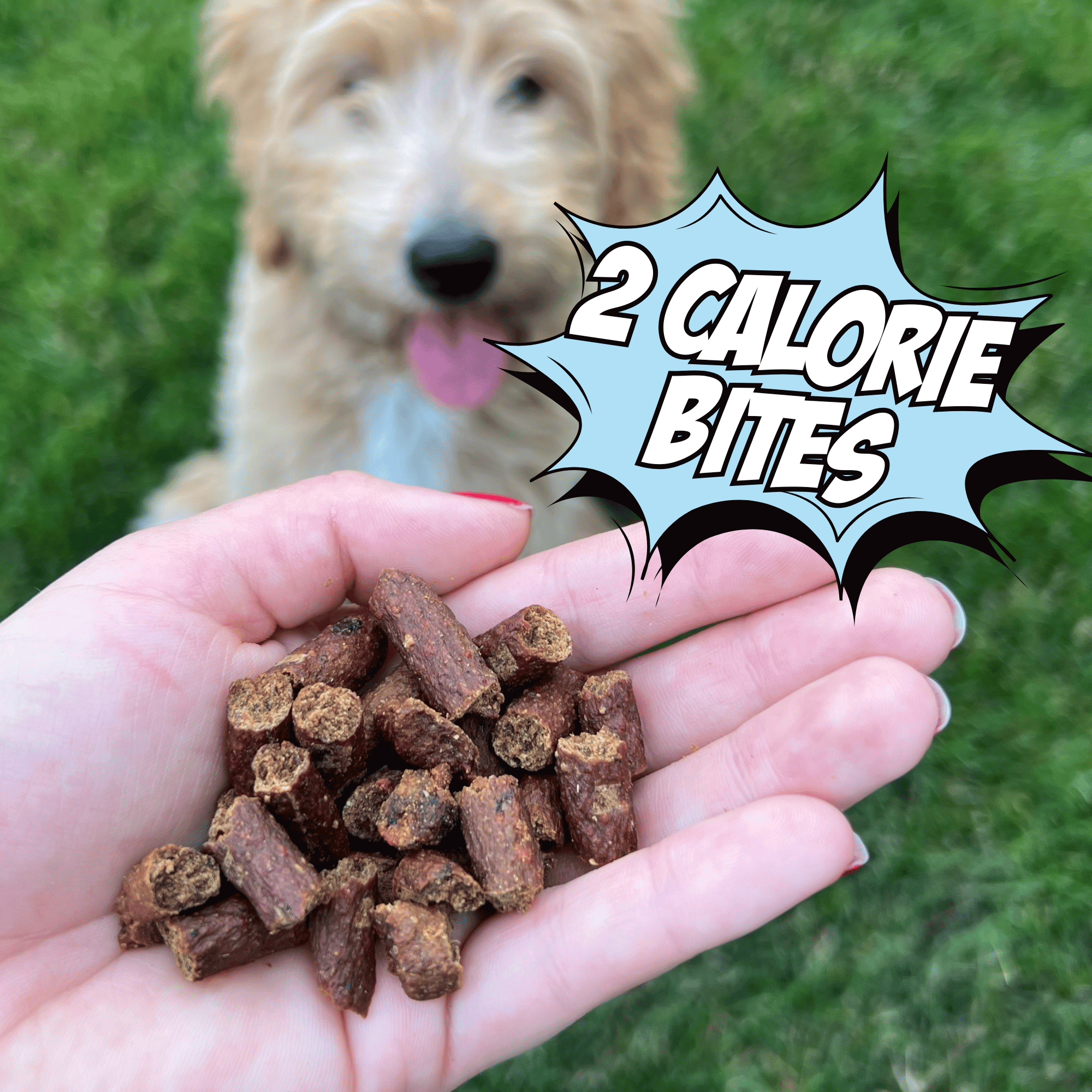 Hand holding dog treats with a dog in the background and '2 Calorie Bites' text overlay.