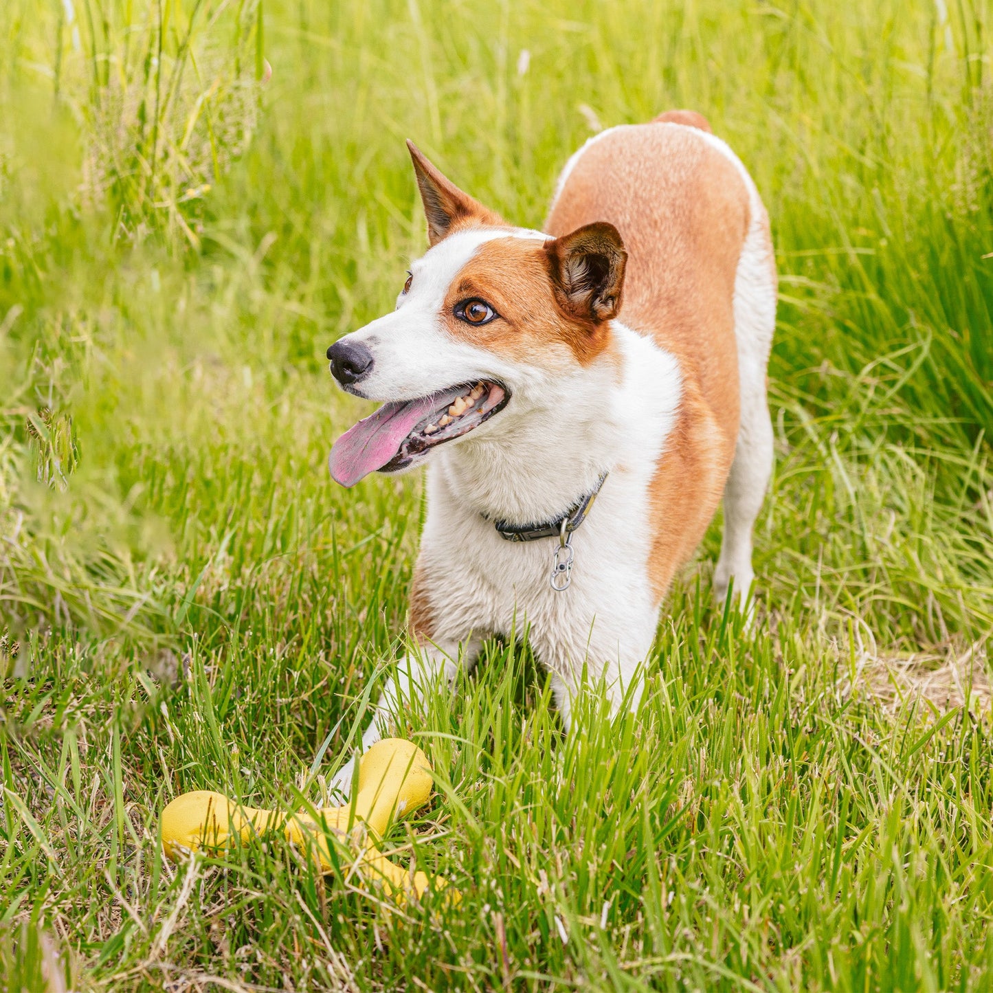 Dog sitting in a grassy field with a yellow ball