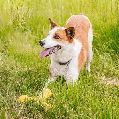 Dog sitting in a grassy field with a yellow ball