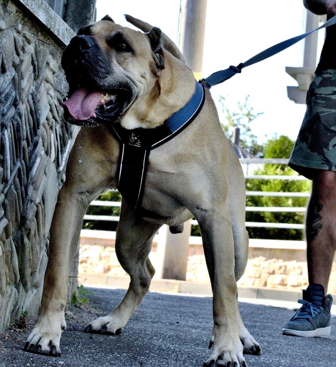 Large dog on a leash standing next to a stone wall