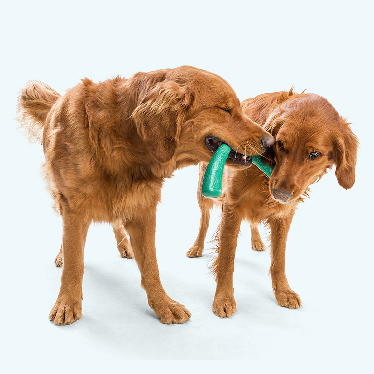 Two brown dogs playing with a green toy on a white background