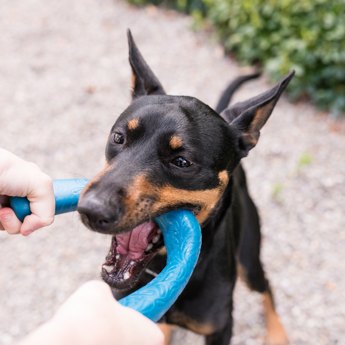 Dog holding a blue toy in its mouth with a blurred background