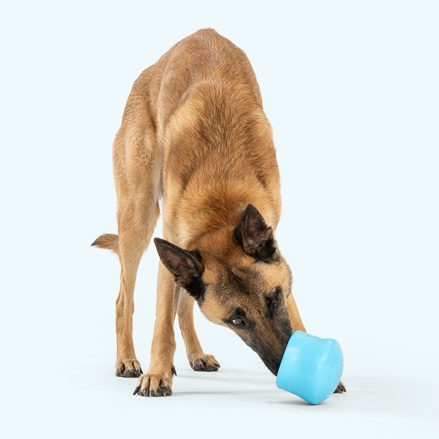 Dog interacting with a blue toy on a white background