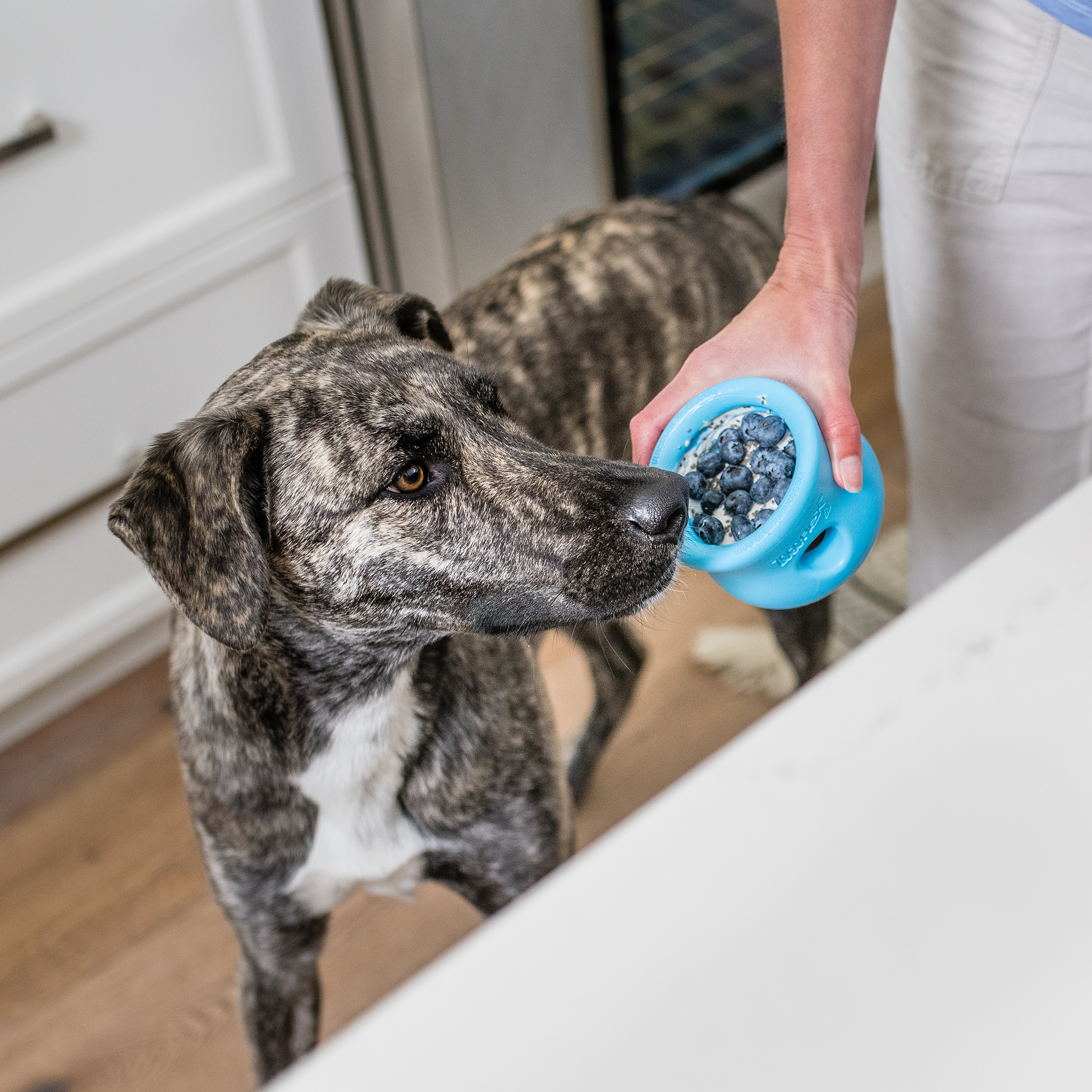 Dog interacting with a blue toy held by a person in a kitchen.