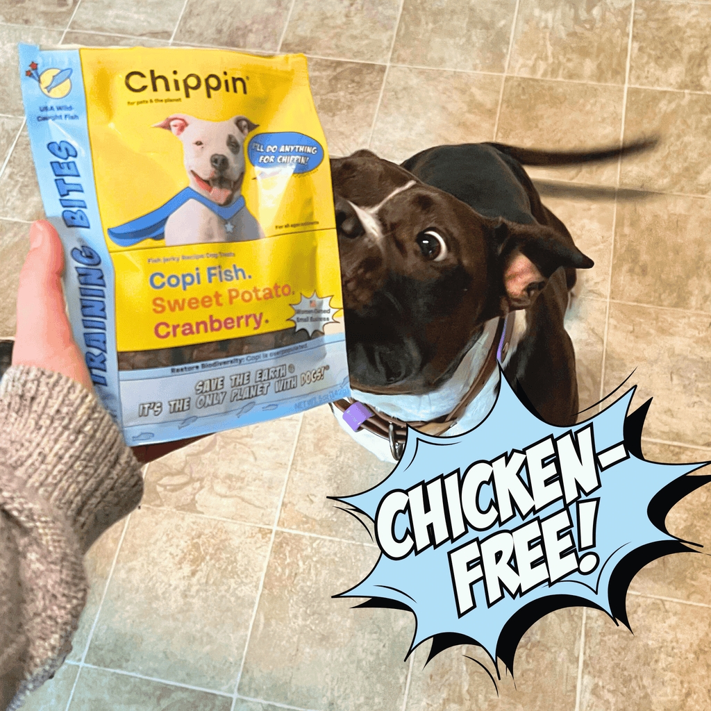 Dog looking at a package of Chippin dog food with a 'Chicken Free!' text overlay on a tiled floor.