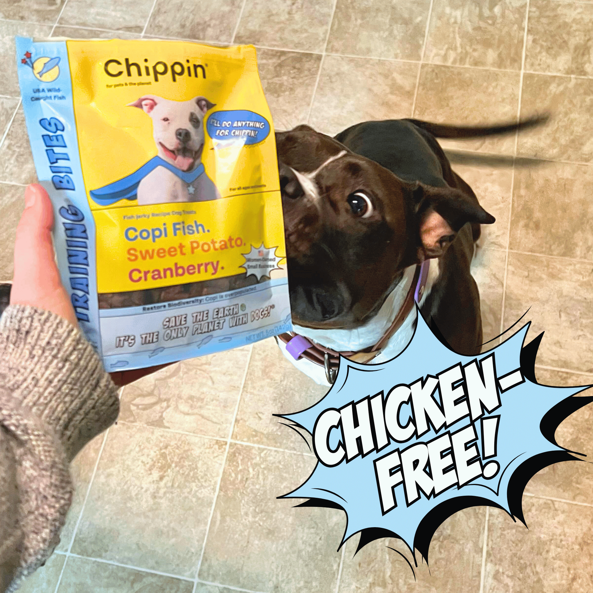 Dog looking at a package of Chippin dog food with a 'Chicken Free!' text overlay on a tiled floor.