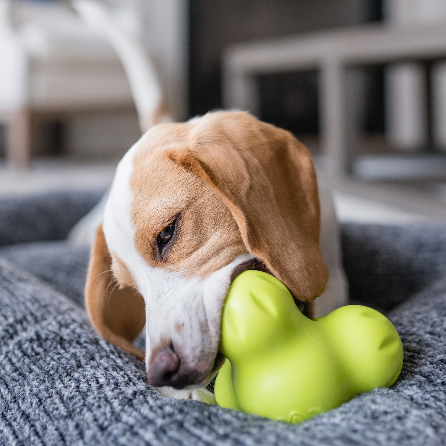 Dog playing with a green toy on a textured surface