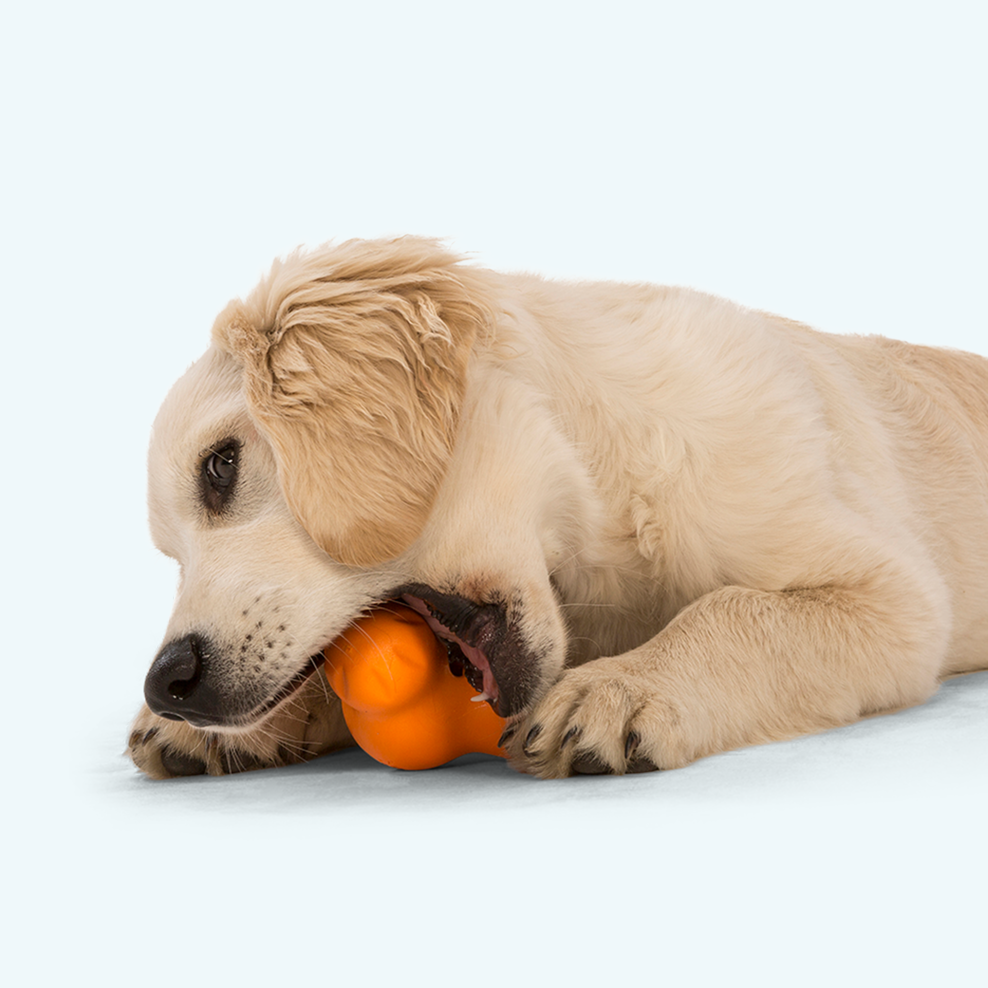Dog playing with an orange ball on a white background