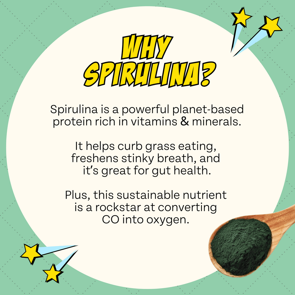 Promotional graphic about spirulina with text and a wooden spoonful of spirulina powder.