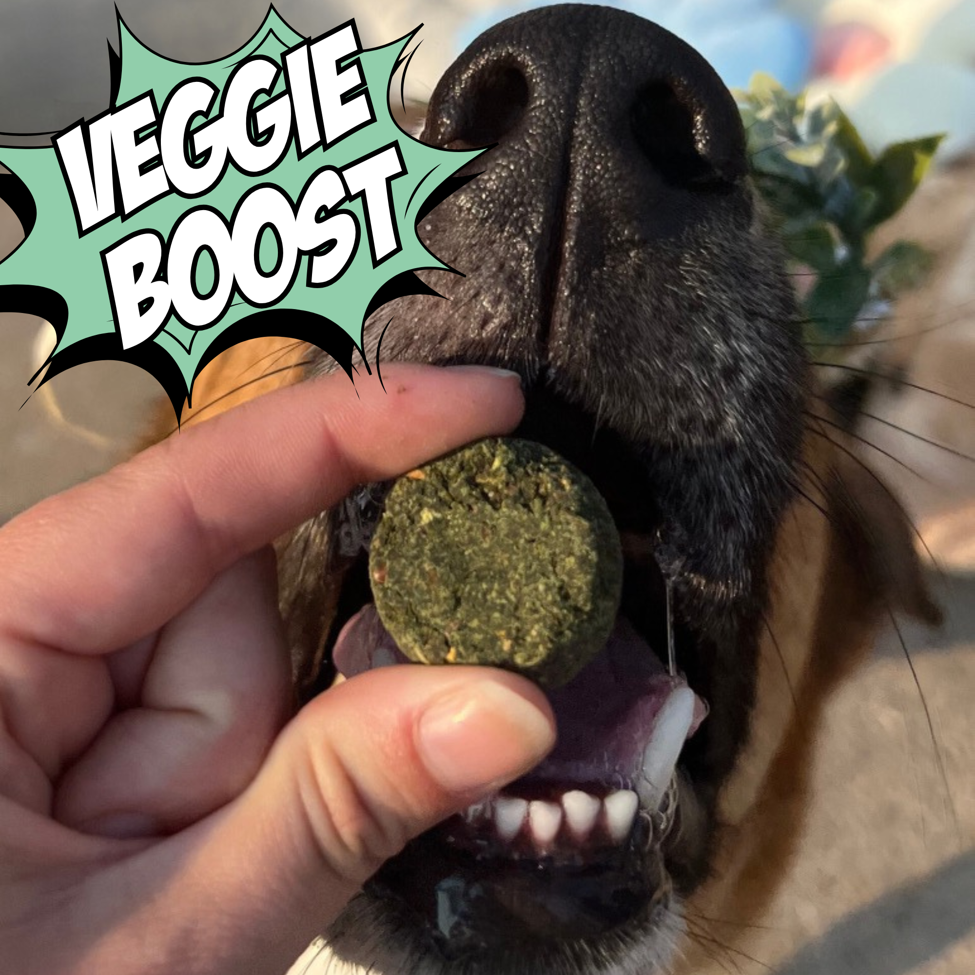 Dog with a treat labeled 'Veggie Boost' held by a hand
