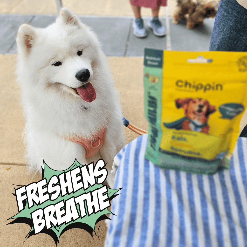 White dog sitting next to a package of Chippin dog treats with text 'FRESHENS BREATHE' on a blue and white striped blanket.