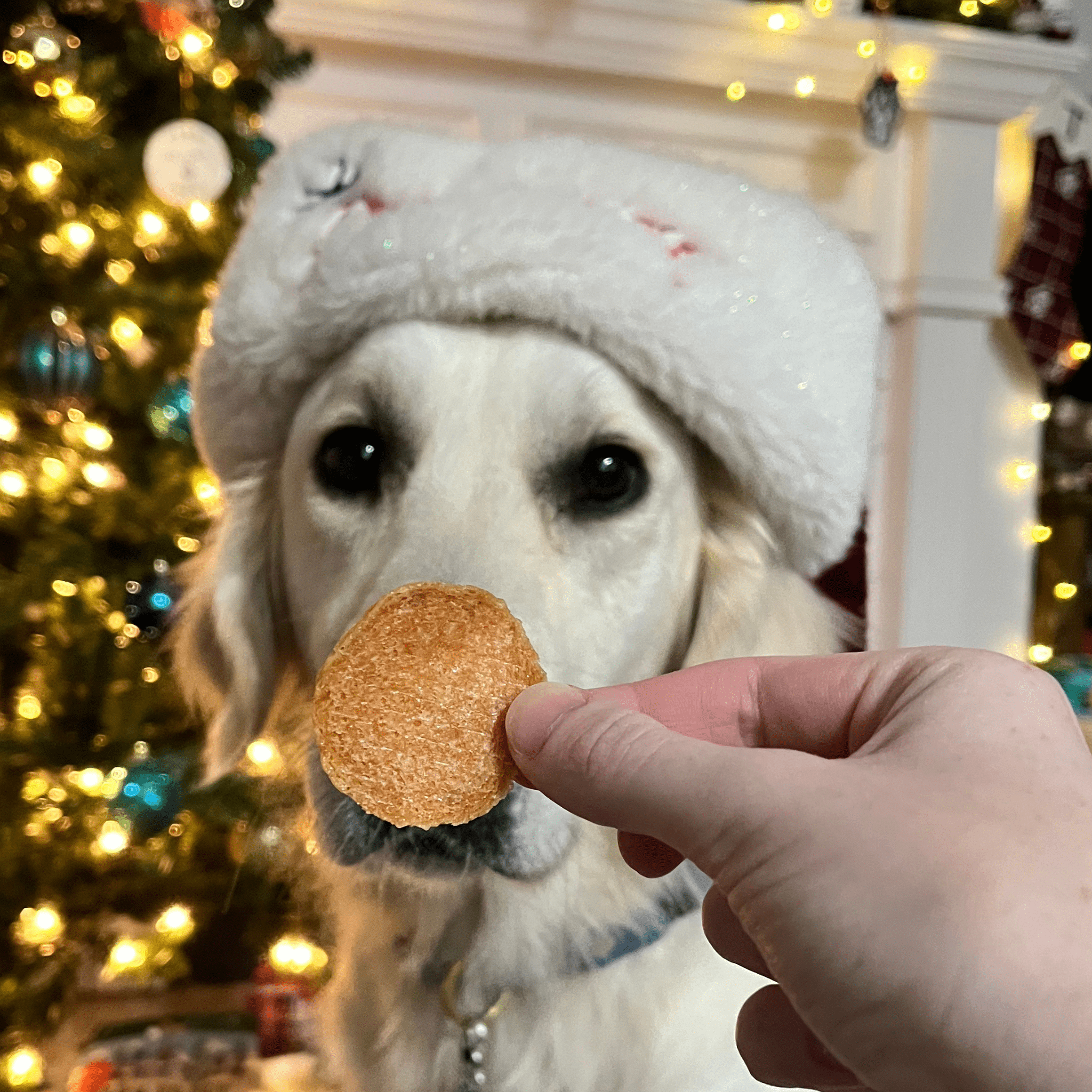 Dog wearing a festive hat with a person holding a treat in front of a Christmas tree.