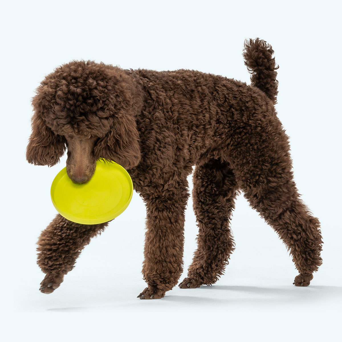 Brown poodle holding a yellow frisbee on a white background