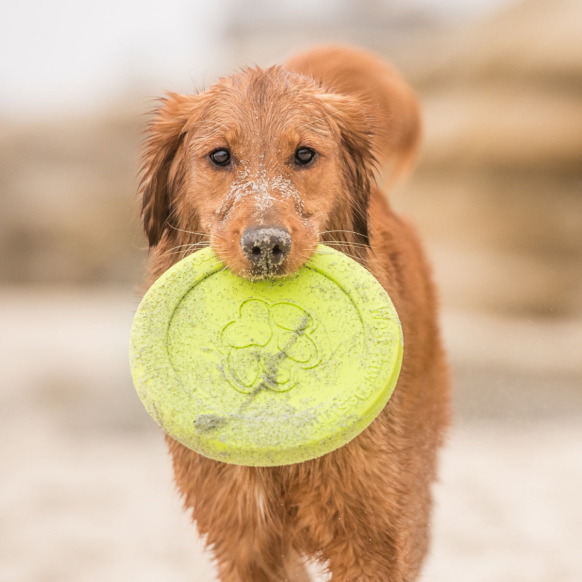 Dog holding a green frisbee in its mouth outdoors