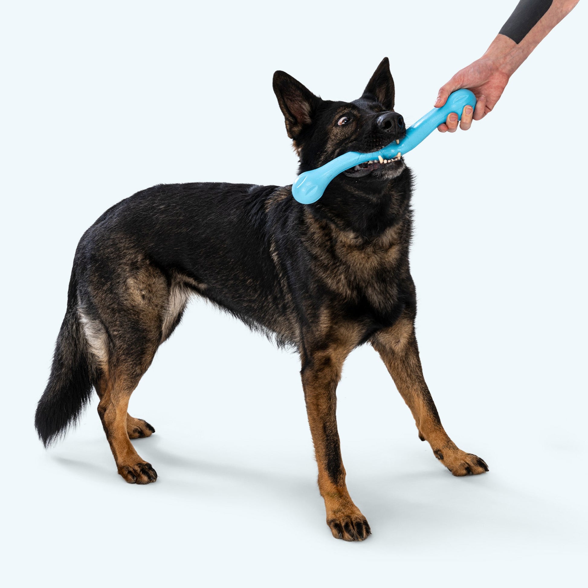 Dog holding a blue toy in its mouth with a person's hand visible on a white background
