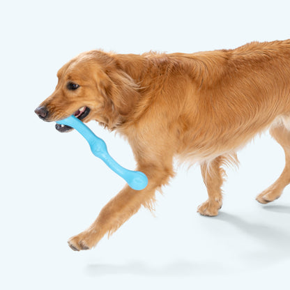 Dog holding a blue toy in its mouth on a white background